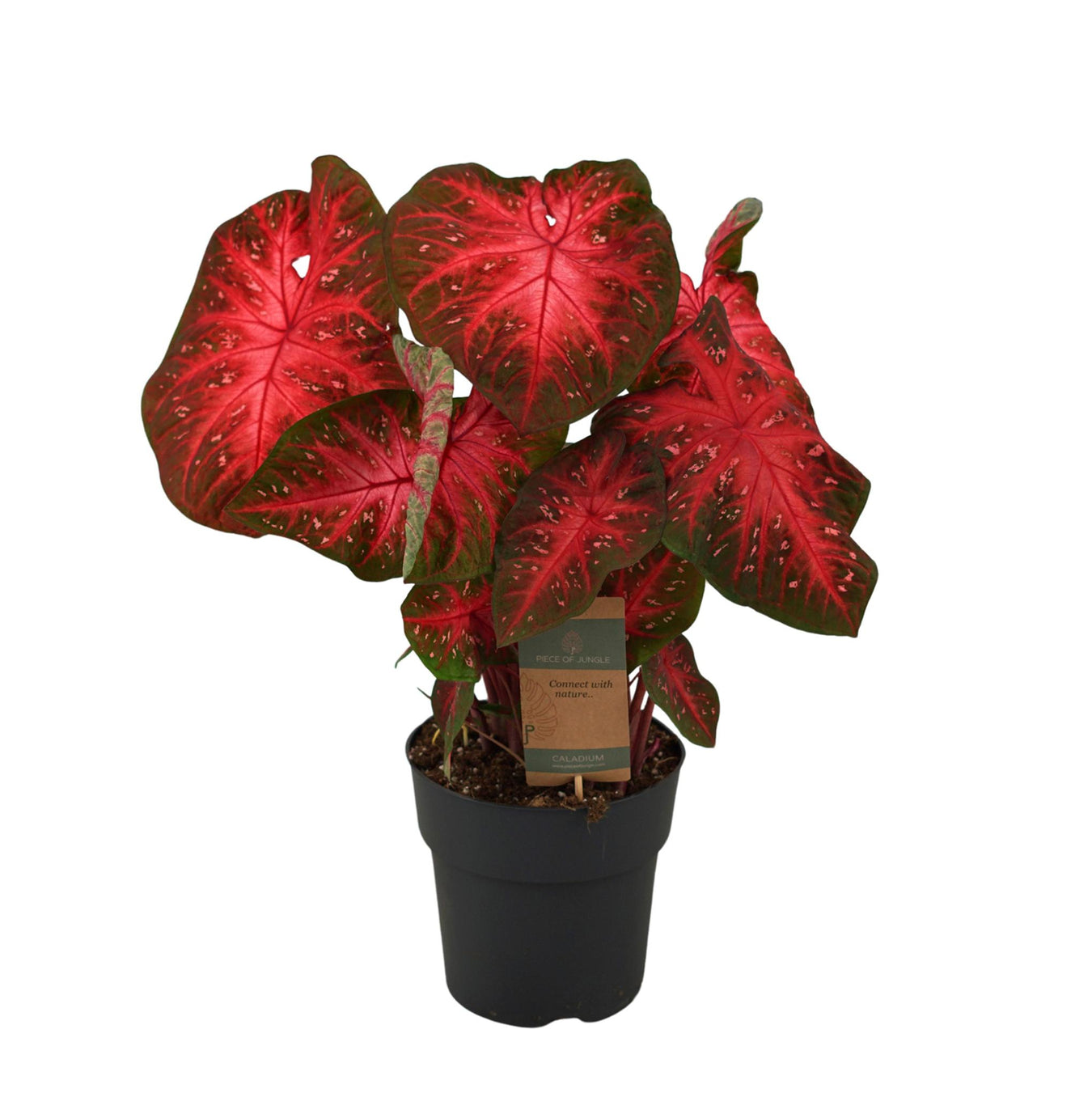 Caladium