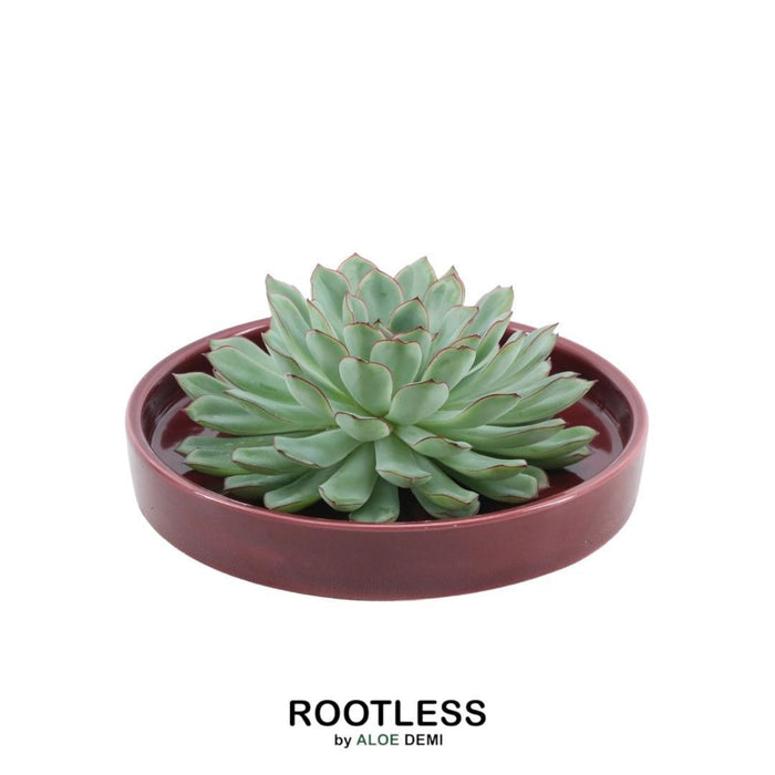 ROOTLESS Succulent Echeveria Pulidonis in schaal 'rood' Ø20 cm - ↕5 cm