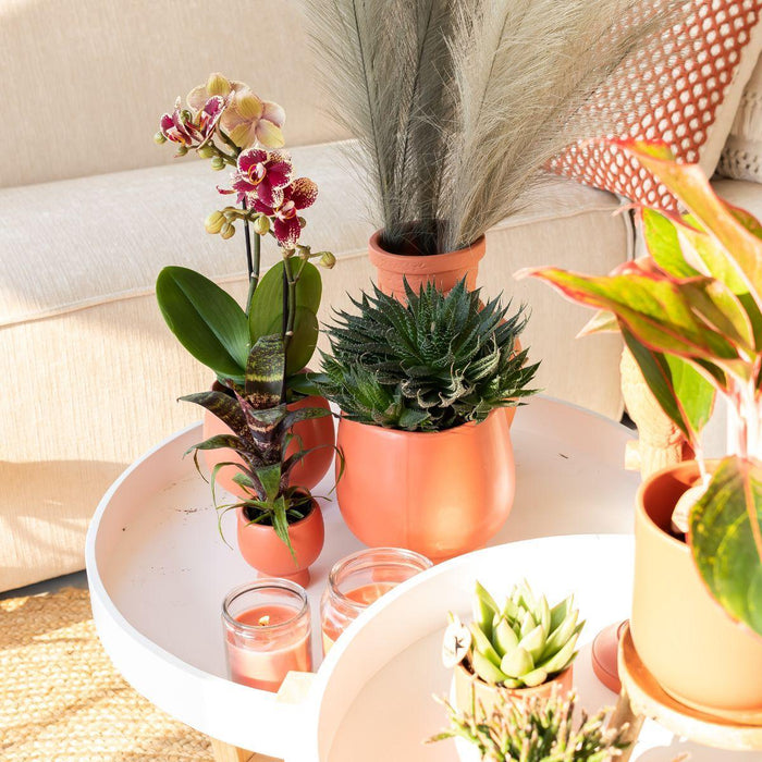 Kolibri Orchids | Planten set Scandic terracotta - met oranje Phalaenopsis Orchidee Ø9cm en Succulent Miranda Ø6cm - incl. keramieken sierpotten | potmaat Ø6-9cm