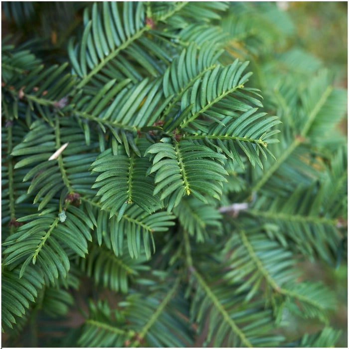 Plants By Frank - 1 meter Venijnboom haag - Taxus baccata - Set van 6 winterharde haagplanten - Groenblijvende haag - Vers van de kwekerij geleverd