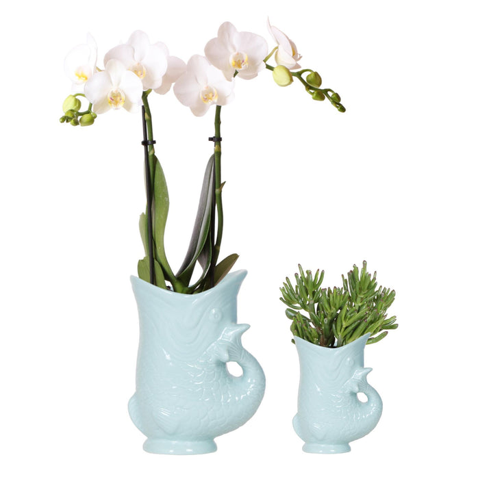 Kolibri Orchids | Planten set Fish Turquoise | Set met witte Phalaenopsis orchidee Amabilis Ø9cm en groene plant Succulent Crassula Hobbit Ø6cm | incl. turquoise keramieken sierpotten