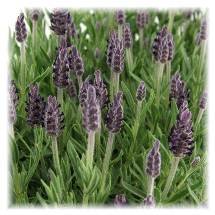 Lavandula stoechas Anouk® - 12 cm pot - Set van 6 kuiflavendel