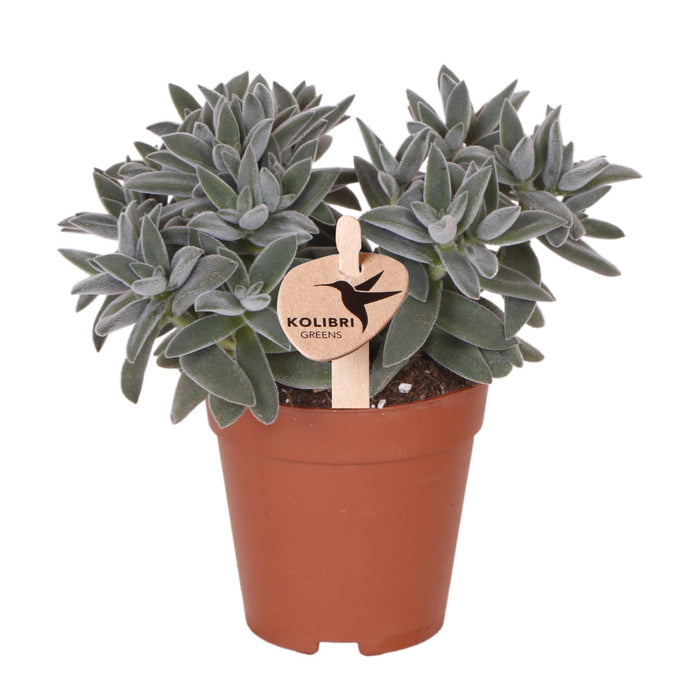 Kolibri Greens | Groene plant - Succulent Tarantula - groene kamerplant - vers van de kweker - Ø9cm