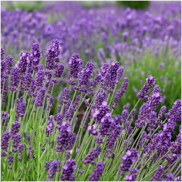 Plants by Frank - Lavandula angustifolia Felice® in 'Lavendelprint' sierpot - 13 cm pot - set van 3 echte Lavendels in Sierpot