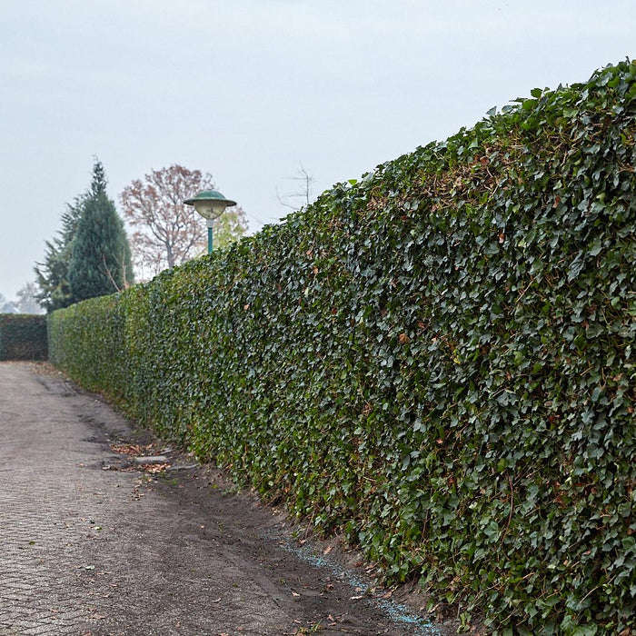 Hedera Hibernica - Klimop - Kant-en-Klaar Haag |  ↔120cm - ↕180cm