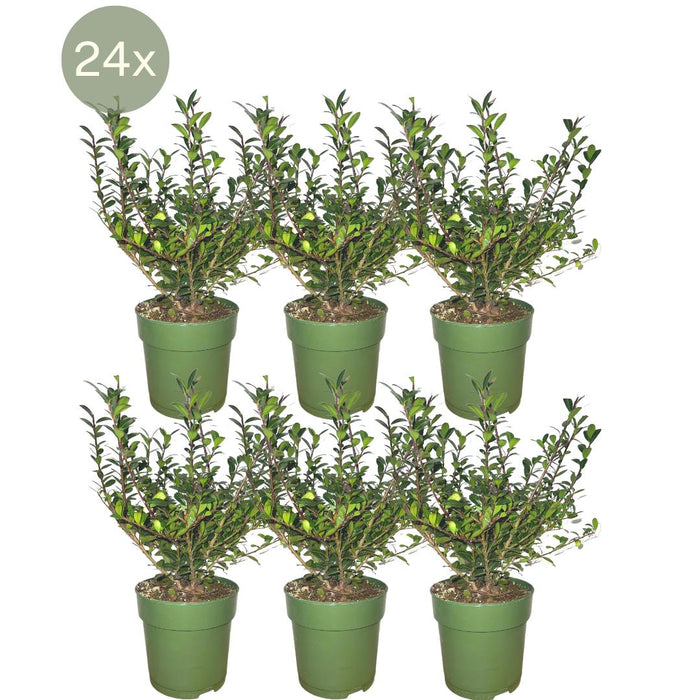 24 x Ilex crenata 'Jenny' ® - ↕20 cm - Ø12cm