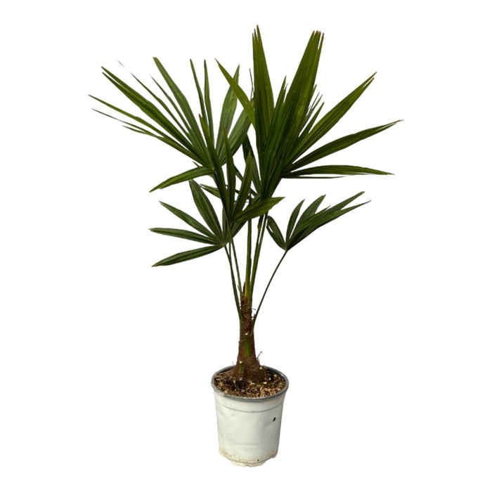 Trachycarpus Fortuneii - ↕100 cm - Ø18cm