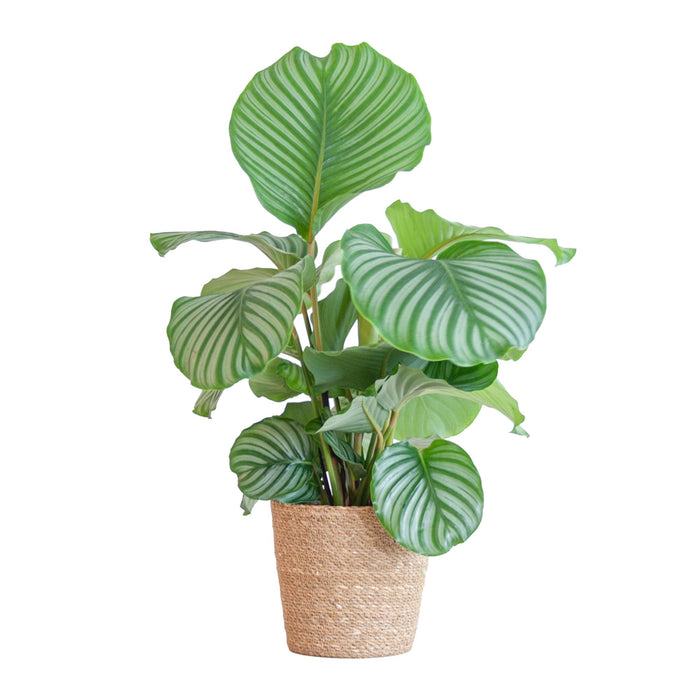 Calathea Orbifolia met Sofia mand naturel - ↕65cm - Ø21cm