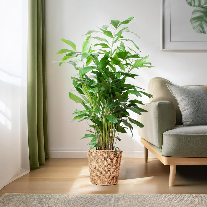 Caryota Mitis XL met mand Torun - 130cm - Ø24