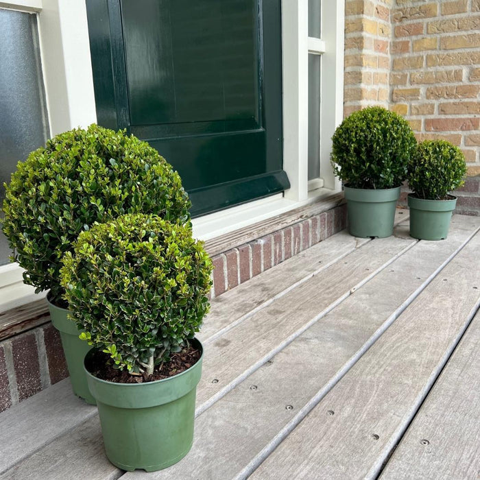 1x Ilex crenata 'Jenny' bol Ø20cm & 1x bol Ø25cm | set van 2 stuks