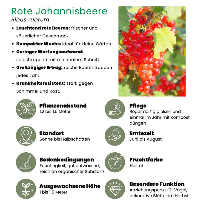 3 x Biologische Kruisbessenplanten - Ø 13 cm - ↨ 20 cm