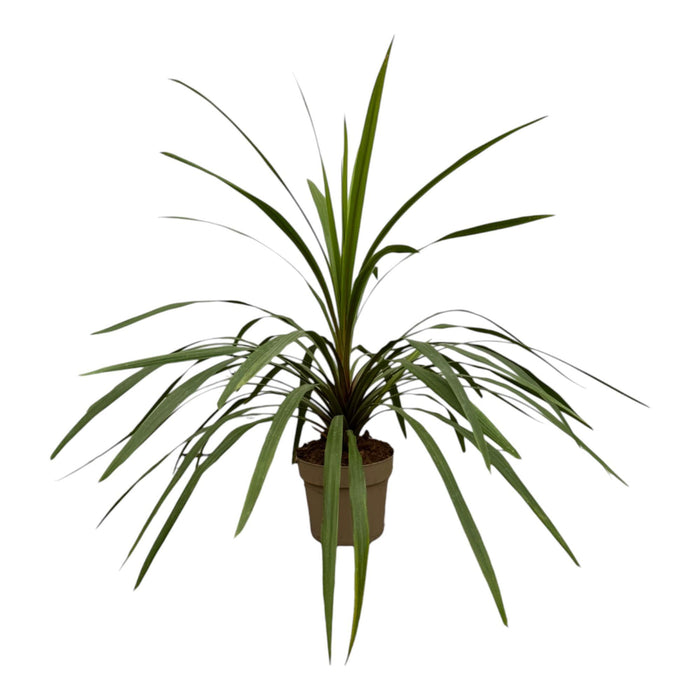 Cordyline Peko - ↕90cm - Ø24cm