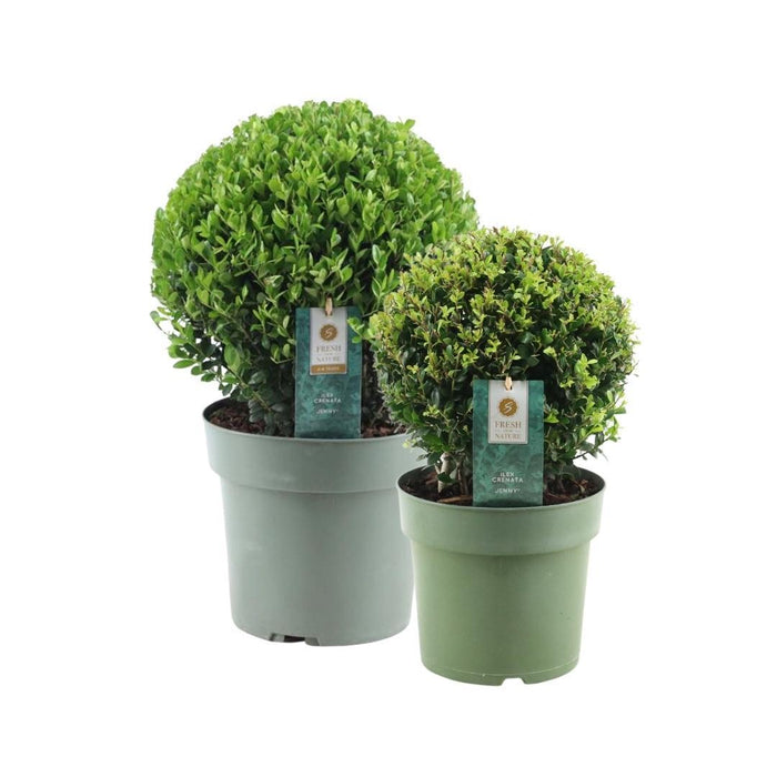 1x Ilex crenata 'Jenny' bol Ø20cm & 1x bol Ø25cm | set van 2 stuks