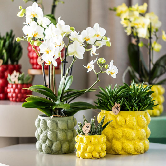 Citroen Bloempot - Kolibri Home | Citrus pot yellow - Ø9cm