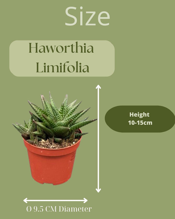 Succulent- Hawortia Limifolia- 8.5cmØ- ↕️10-15cm hoog- 3 stuks - Gekleurd zink