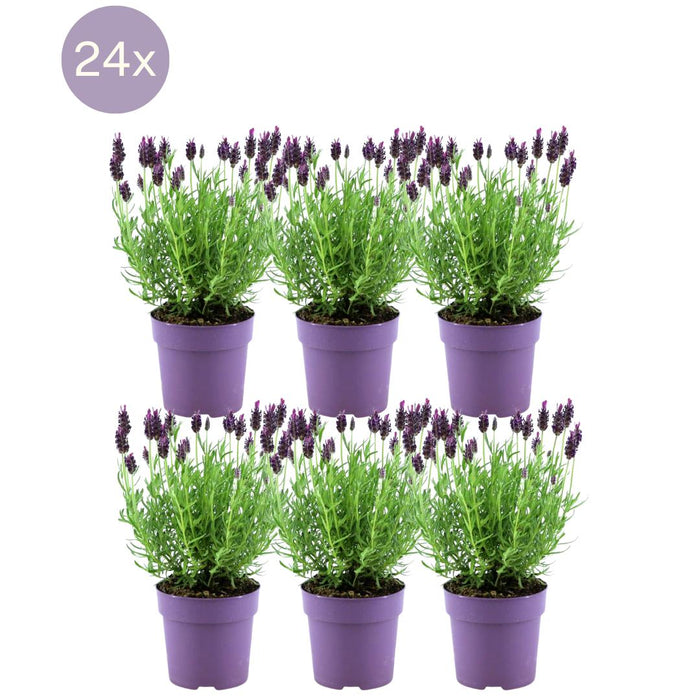 24 x Lavandula stoechas Anouk® - ↕25 cm - Ø12cm