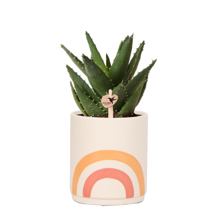 Kolibri Greens | Planten set - Groene plant - Succulent Aloë Brevifolia in Rainbow peach sierpot- potmaat Ø9cm