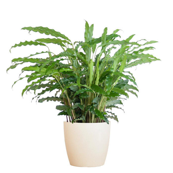 Calathea Rufibarba met Viber wit - ↕55cm - Ø17cm