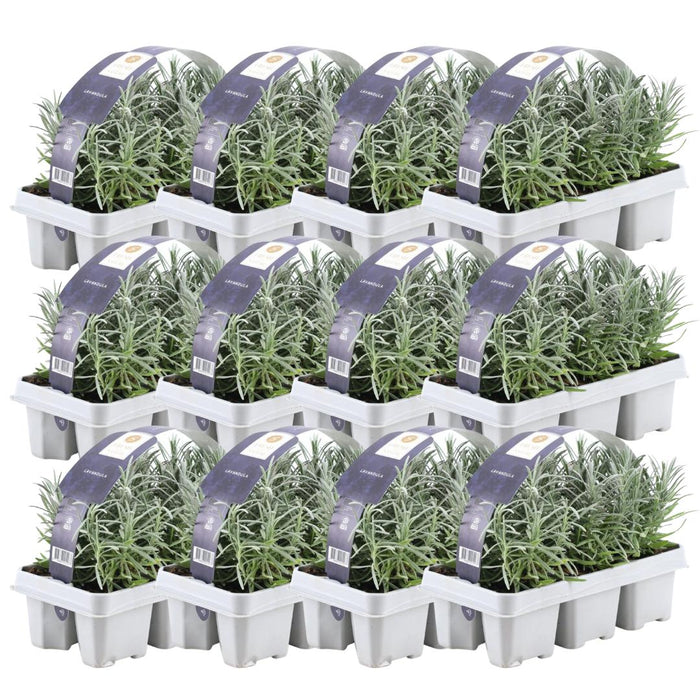 12 x 6er set Lavendel angustifolia - 72 x - ↕15cm - Ø7cm