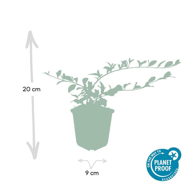 Cotoneaster dam. 'Major' - ↕25cm - Ø9cm  - 6x