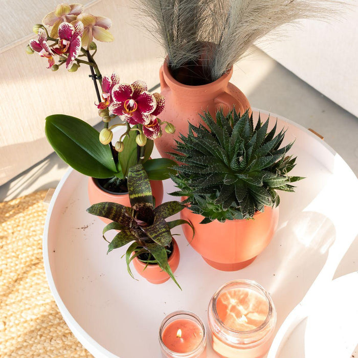 Kolibri Orchids | Planten set Scandic terracotta - met oranje Phalaenopsis Orchidee Ø9cm en Succulent Miranda Ø6cm - incl. keramieken sierpotten | potmaat Ø6-9cm