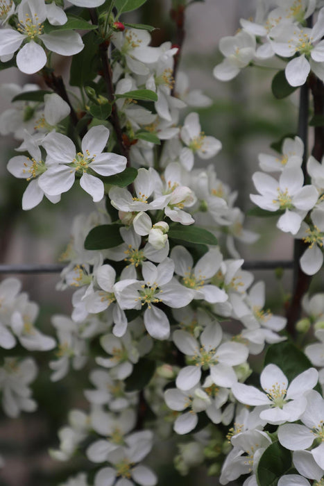 Malus 'Evereste' - ↨180cm - 1 pcs