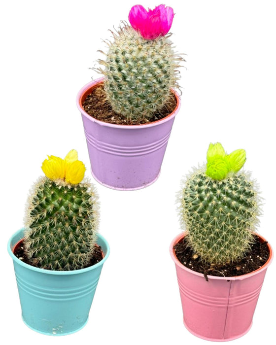 Cactus mix kunstbloemen - ↕️10-15cm - Ø8.5cm - 3 stuks - Gekleurd zink