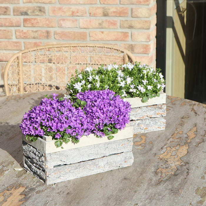 Campanula Addenda Ambella Intense purple - Houten schaal met 2 tuinplanten - potmaat 12cm - vaste plant - winterhard