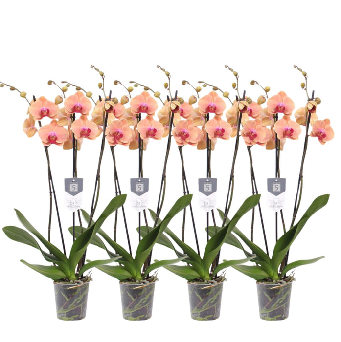 Set van 4 - Phalaenopsis Carribean Dream - 3 tak orchidee - ↕60cm - Ø12cm