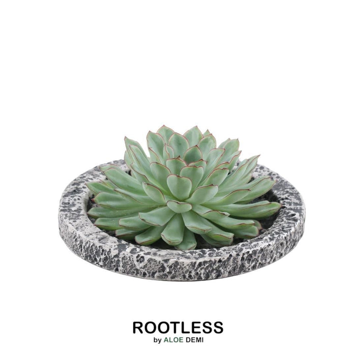 ROOTLESS Succulent Echeveria Pulidonis in schaal 'Concrete' - ↕5cm - Ø20cm