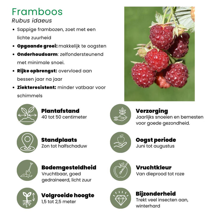 "Vruchtenparadijs" BIO Fruitplanten mix set van 4 verschillende soorten