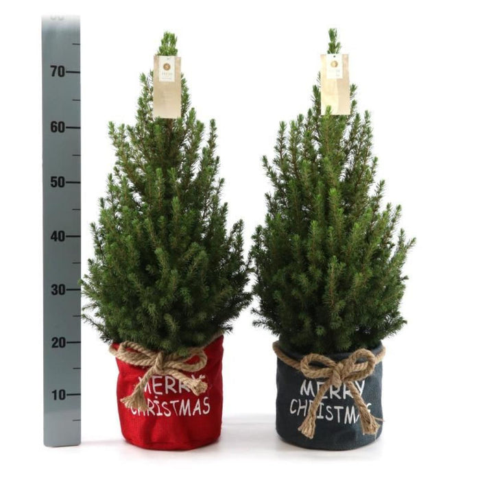 Kleine Kerstboom in Xmas Bag rood - ↕70cm - Picea Glauca Conica - Standalone