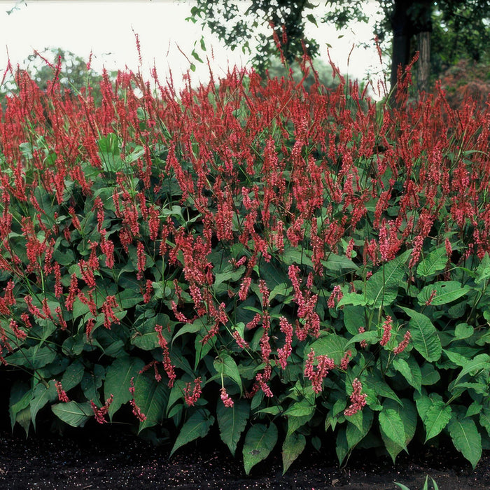 Persicaria amplexicaulis - ↕25cm - Ø9cm - 40x