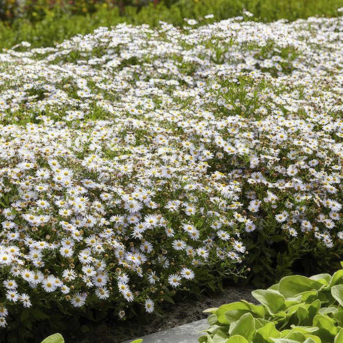 Aster ageratoides 'Ashvi' - ↕25cm - Ø9cm  - 12x