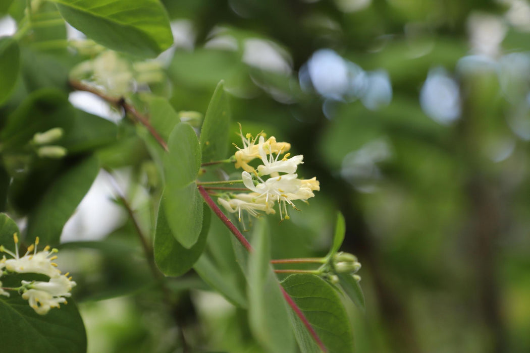 Lonicera xylosteum - ↨180cm - 1 pcs