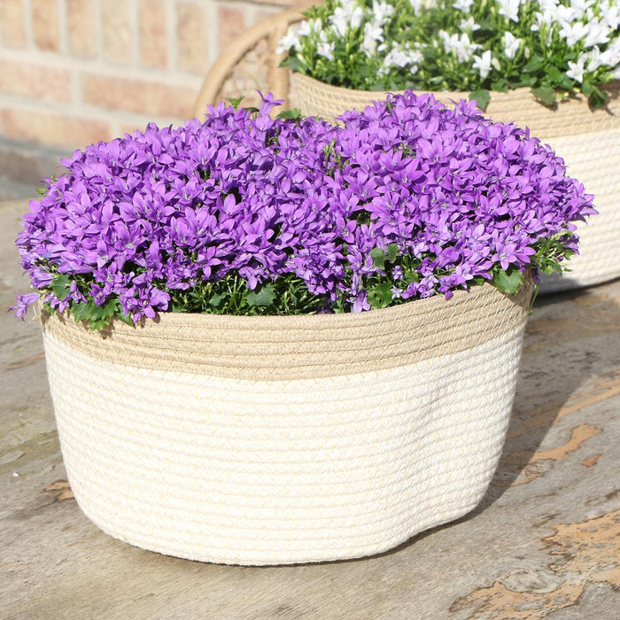 Campanula Addenda Ambella Intense purple - Cotton schaal met Campanula met watergeefsysteem - 3 stuks - Klokjesbloem paars  - potmaat 12cm - binnen & buiten