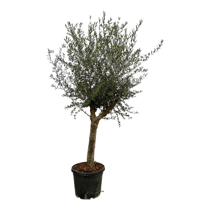 Olea Lorc - ↕220cm - Ø45cm