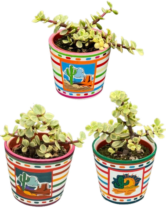 Succulenten- Portulacaria Afra- 8.5cm Ø- ↕️10-20cm- 3 stuks - Mexico