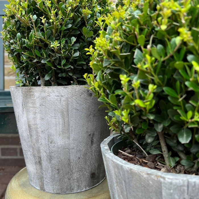 2x Ilex crenata 'Jenny' bol in houten pot | set van 2 stuks | Ø20cm