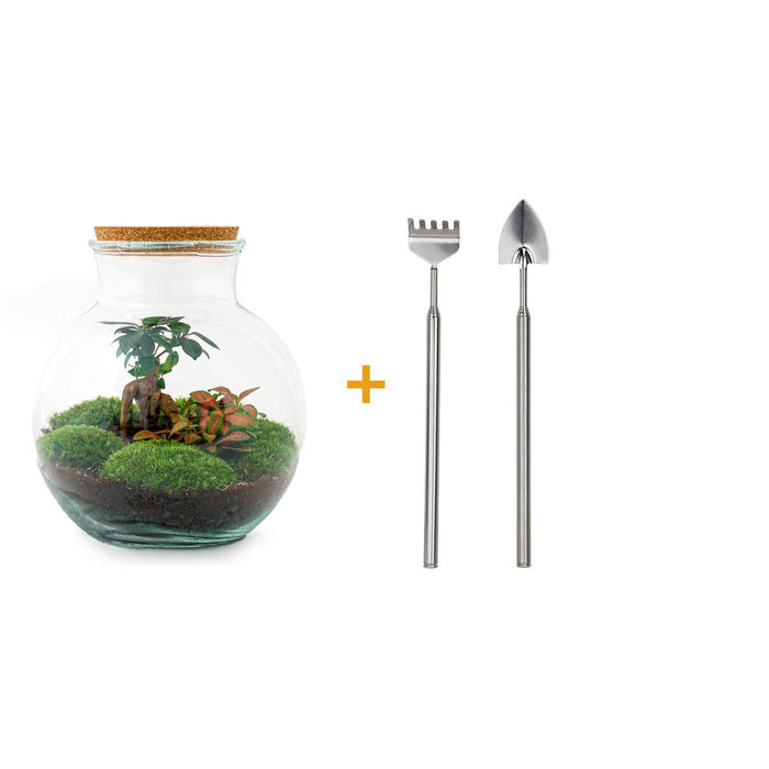 DIY terrarium - Teddy bonsai - ↕ 26,5 cm - Rake + Shovel