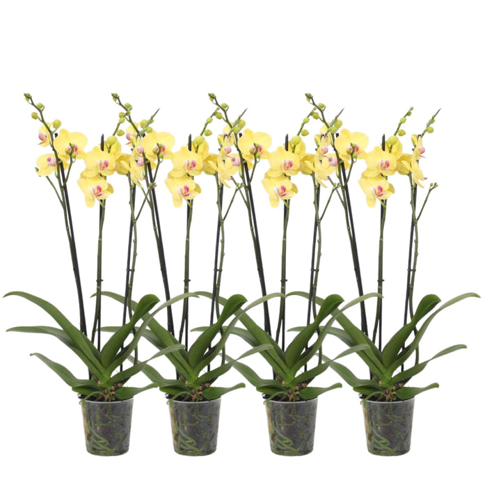 Set van 4 - Phalaenopsis Lime Light - 3 tak orchidee - ↕60cm - Ø12cm