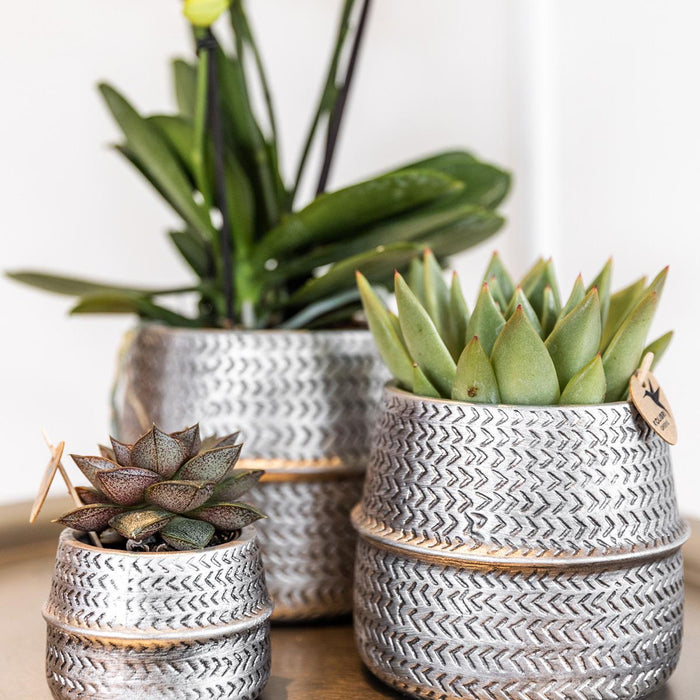 Kolibri Company - Planten set Groove zilver | Set met witte Phalaenopsis orchidee Amabilis Ø9cm en groene plant Succulent Aloe Brevifolia Ø6cm  | incl. zilver keramieken sierpotten