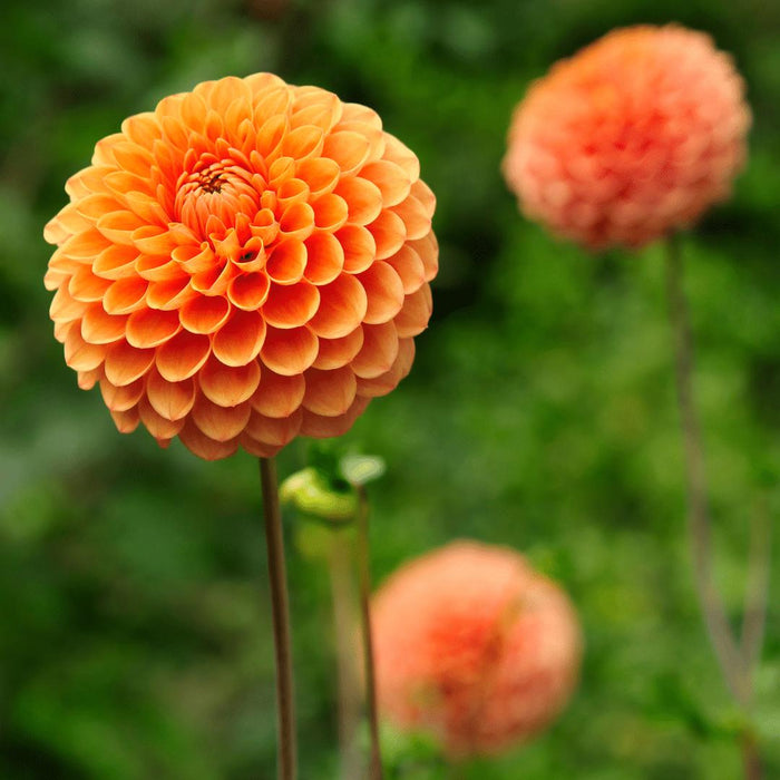 Flowerbulbs Amsterdam - 12 dahlia ralphie knollen voor 2m², glinsterende oranje bloemen