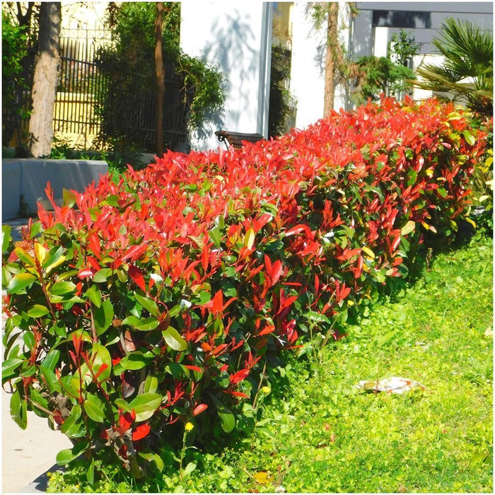 Plants by Frank - 1 meter Glansmispel haag - Photinia fraseri 'Little Red Robin' - Set van 6 winterharde haagplanten - Groenblijvende haag - Vers van de kwekerij geleverd