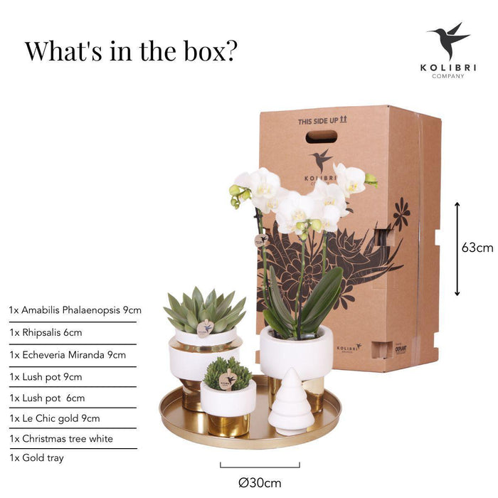 Kolibri Company | Gift set Christmas gold | Plantenset met witte Phalaenopsis Orchidee en Succulenten incl. keramieken sierpotten