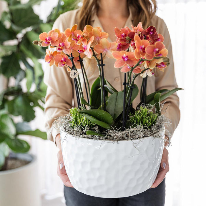 Kolibri Orchids | oranje plantenset in Honey dish incl. waterreservoir | drie oranje orchideeën Bolzano 9cm en drie groene planten Rhipsalis | Jungle Bouquet oranje met zelfvoorzienend waterreservoir