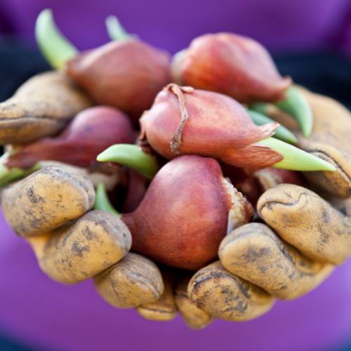 Strong gold - Tulpenbollen - 20 stuks - Bloembollen