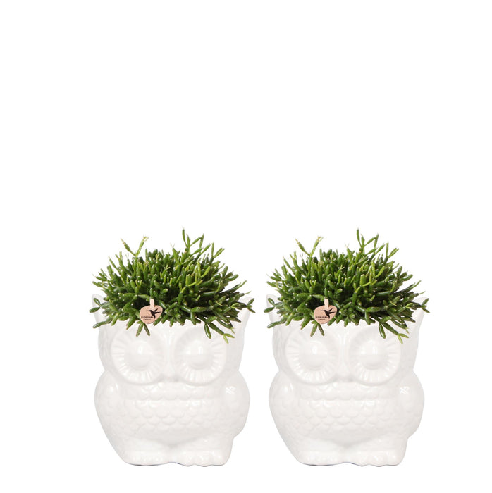 Kolibri Company - Planten set Owl sierpot wit | Set met groene planten Rhipsalis Ø9cm  | incl. witte keramieken sierpotten