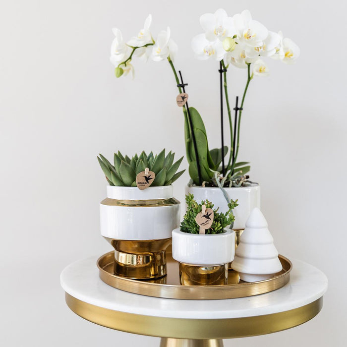 Kolibri Company | Gift set Christmas gold | Plantenset met witte Phalaenopsis Orchidee en Succulenten incl. keramieken sierpotten