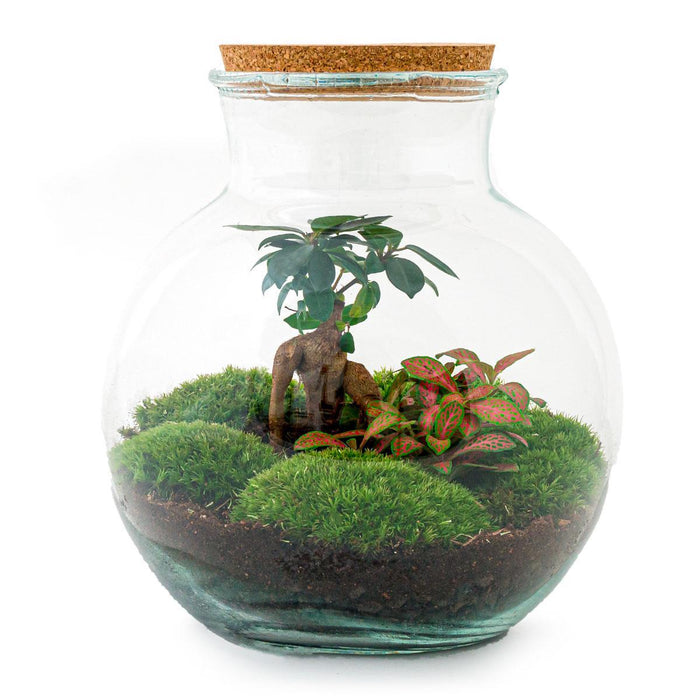 DIY terrarium - Teddy bonsai - ↕ 26,5 cm - Rake + Shovel + Tweezer